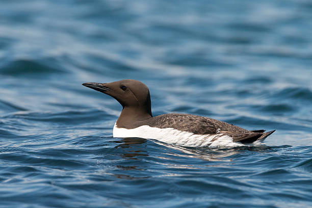 guillemot Guillemot, common murre, swimming on the sea. north quebec stock pictures, royalty-free photos & images
