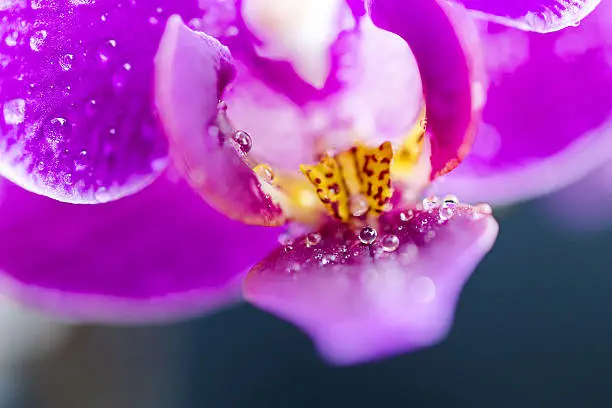 Photo of Detail of orchid