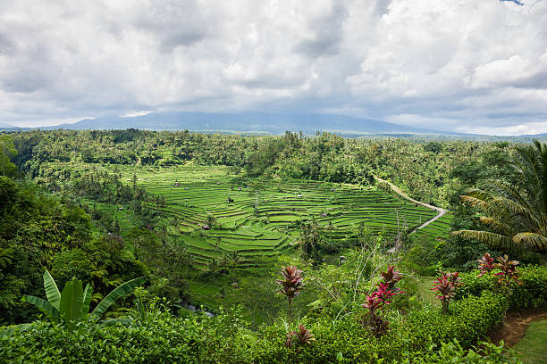 istock Mount Agung and Rice Paddies on Bali, Indonesia 503343543