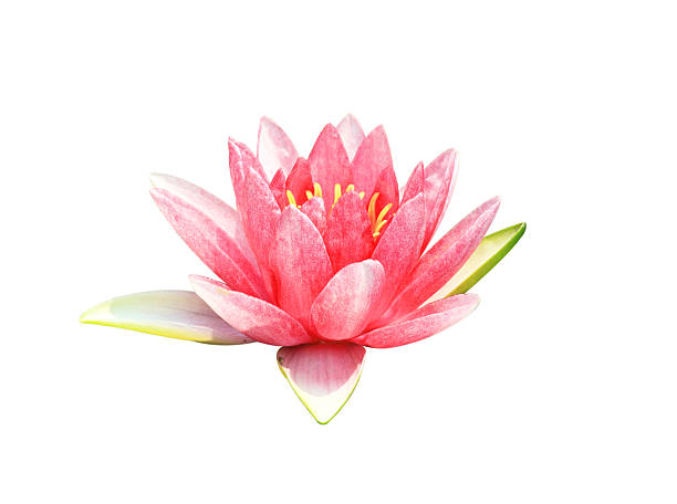 lotus flower A lotus flower isolated on white background. white lotus stock pictures, royalty-free photos & images