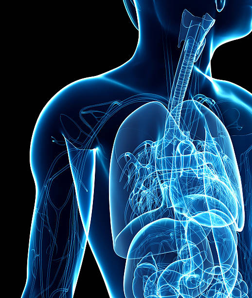 雄 x 線レスピレイトリー ststem アートワーク - pain rib cage x ray image chest ストックフォトと画像