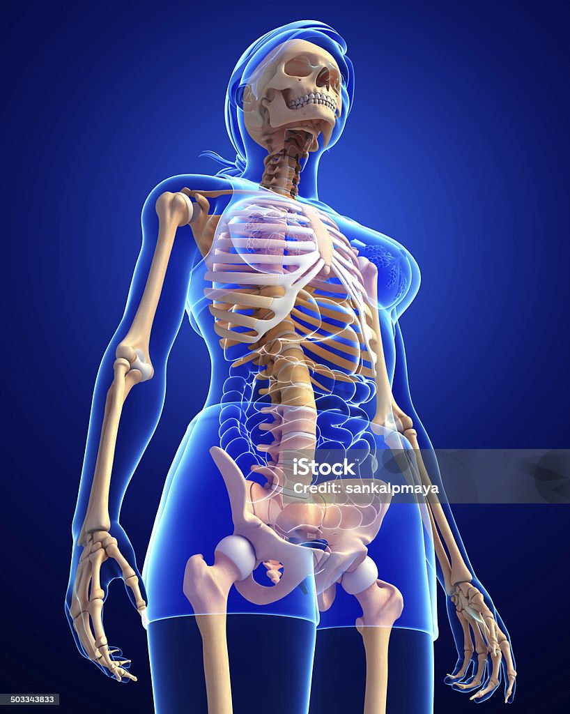 Esqueleto Humano, vista de lado - Royalty-free Anatomia Foto de stock