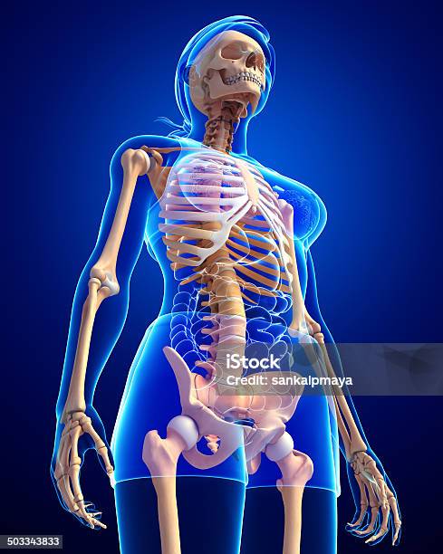 Esqueleto Humano Vista De Lado - Fotografias de stock e mais imagens de Anatomia - Anatomia, Articulação - Parte do corpo, Articulação humana