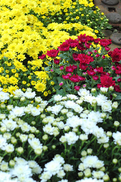 istock Beautiful  chrysanthemum in the garden 503344247