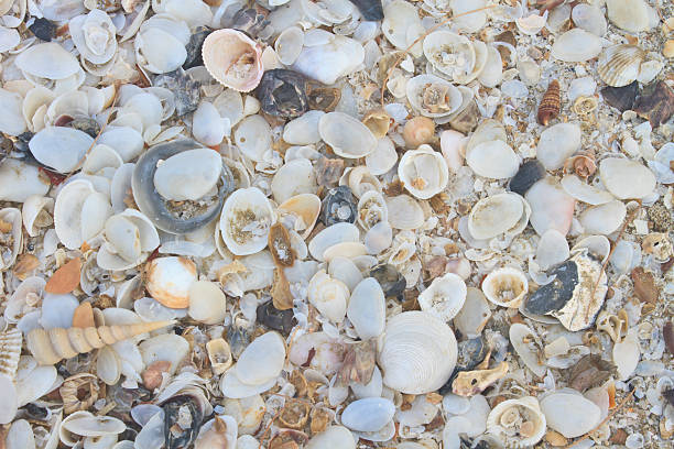 istock variety of sea shells 503344659