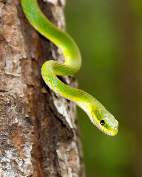 istock Close up of a Rough Green Snake in a tree 503344779