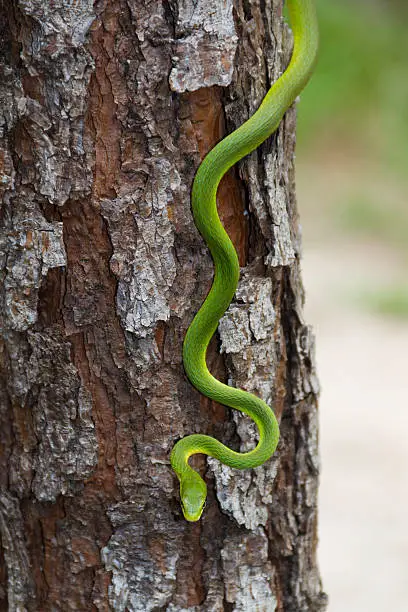 Photo of Green snake slithering in a tree