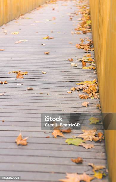 Fall Leaves Stock Photo - Download Image Now - Autumn, Brown, City