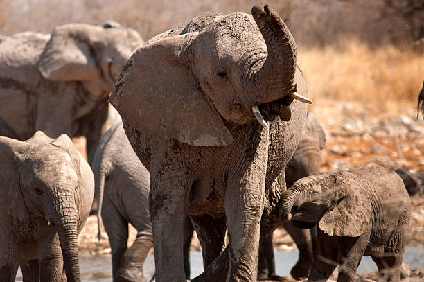 istock Elephants at Batia waterhole, Etosha National Park, Namibia 503353348