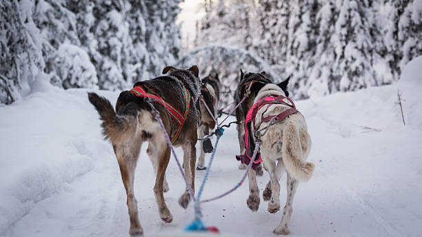 istock Dog Sledding in Alaska 503353404