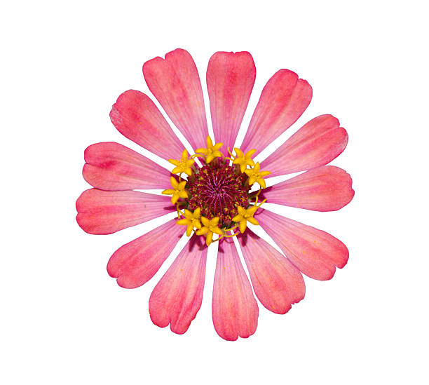 istock Zinnia flower on white 503354050