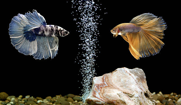 betta бойцовая рыбка в aquarium - siamese fighting fish tropical fresh water fish fishbowl fighting fish стоковые фото и изображения