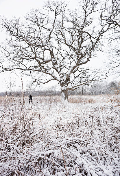 istock Lone woman walks through snowy wilderness 503354818