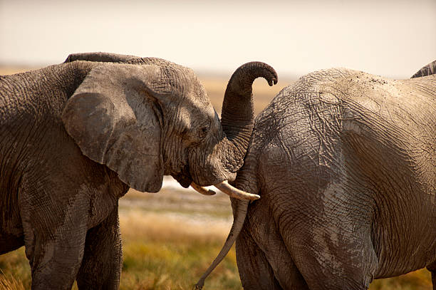 istock Elephants at Okerfontein waterhole, Etosha National Park, Namibia 503355614