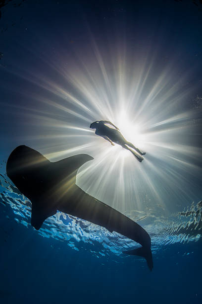 istock Silhouette of swimmer with whale shark 503355902