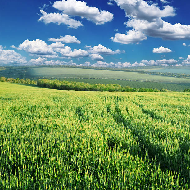 istock Green field lighted morning sun 503356218