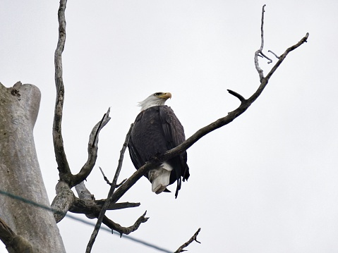 Bald Eagle Bird in Bare Tree above power line, Thacher Park, Voorheesville, NY.