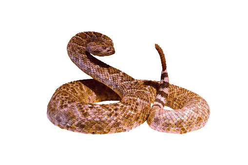 Rattlesnake in a threatening posture. Isolated on white background
