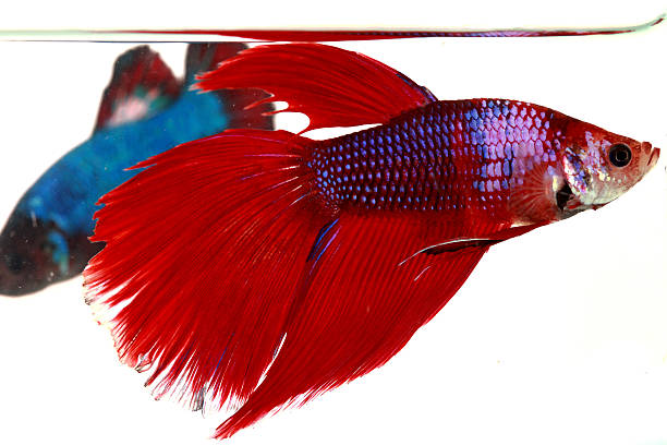 istock Colorful of  Betta Fish closeup. 503357778