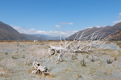 Flood plain of Rangitata River in the middle of summer, Canterbury, New Zealand