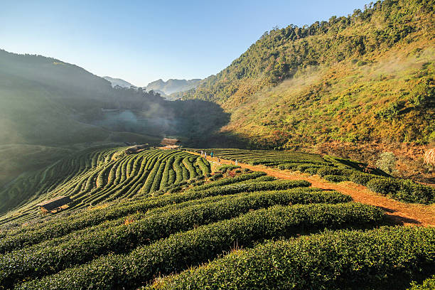 istock Doi Angkhang mountain, chiangmai, Thailand 503358324