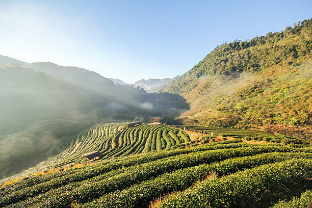 istock Doi Angkhang mountain, chiangmai, Thailand 503358378