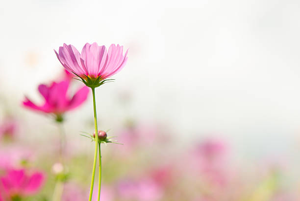 fleurs de cosmos - field daisy vibrant color bright photos et images de collection