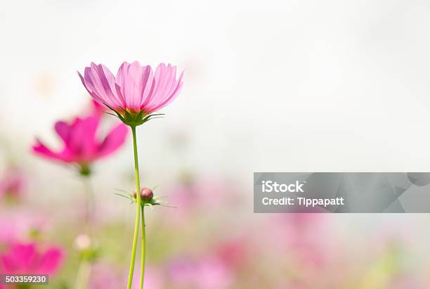 Cosmos Flowers Stock Photo - Download Image Now - Flower, Agricultural Field, Pink Color