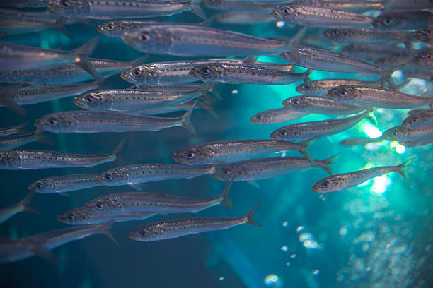 istock Shoal of Sardines, Pilchards 503359870