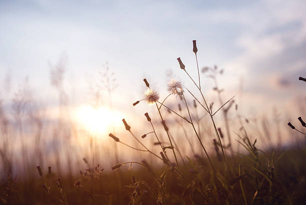 istock meadow dandelion flowers 503360090