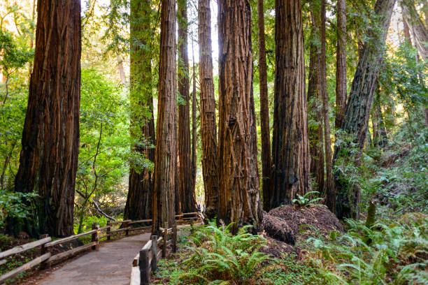 istock Muir Woods National Monument 503360186