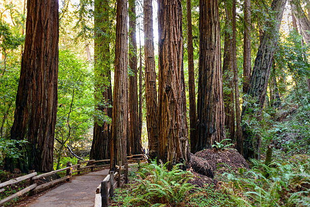 muir woods national monument - sequoia national forest - fotografias e filmes do acervo