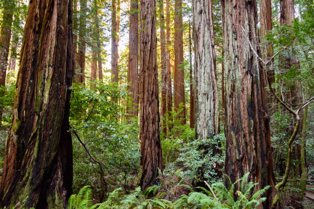 istock Muir Woods National Monument 503360276