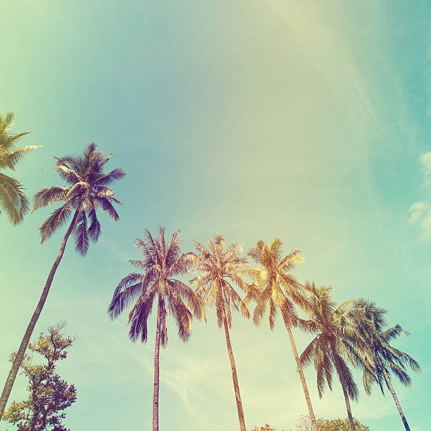 istock palm trees at tropical coas 503360338