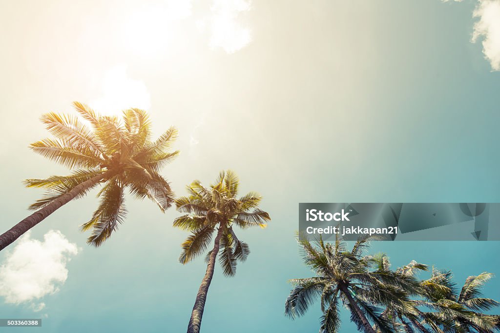 summer Vintage coconut palm tree on beach blue sky with sunlight of morning in summer, instagram filter Big Island - Hawaii Islands Stock Photo