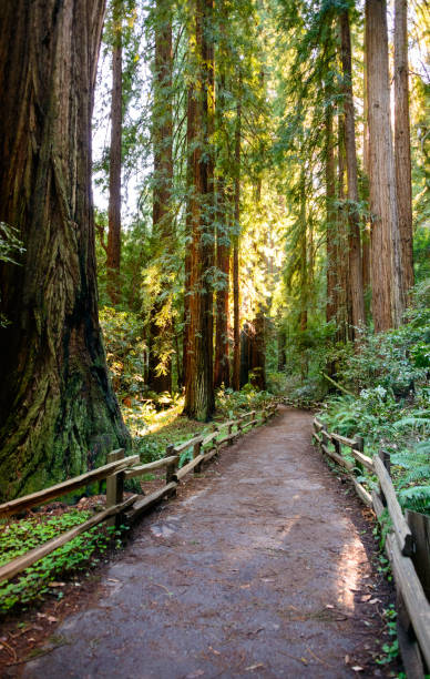 istock Muir Woods National Monument 503360392