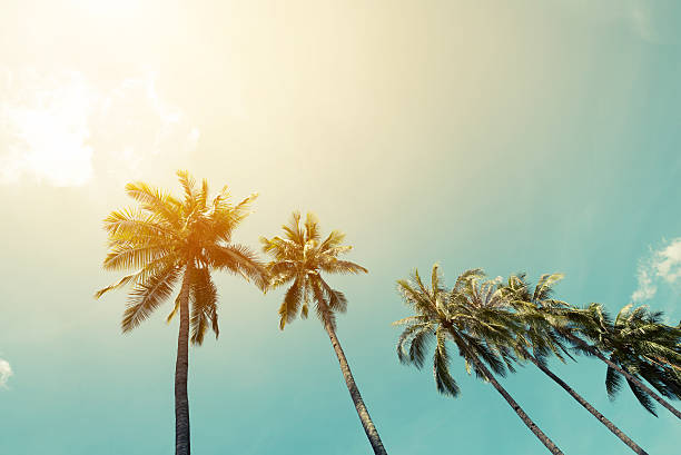 istock Landscape of palm trees 503360460