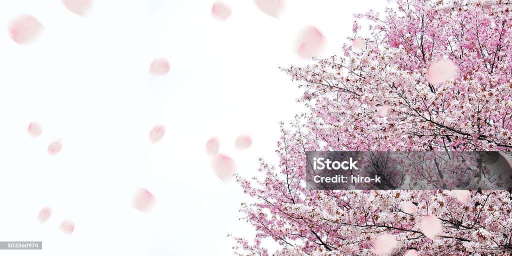 Cherry Blossoms - Lizenzfrei Kirschblüte Stock-Foto