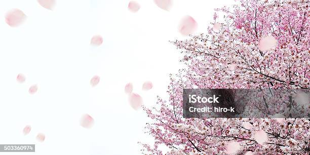 Cherry Blossoms Stockfoto und mehr Bilder von Kirschblüte - Kirschblüte, Kirschbaum, Wind