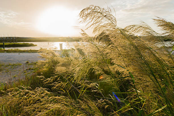 istock Florida Everglades Sunset Landscape in Miami Dade 503361440