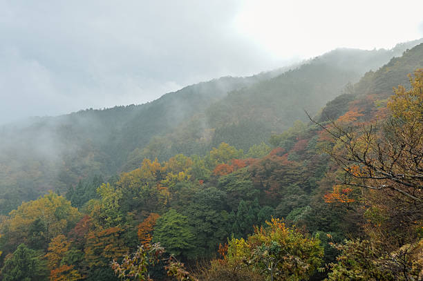 istock Beautiful autumn leaves and foliage in forest 503363206