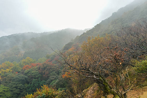 istock Beautiful autumn leaves and foliage in forest 503363230