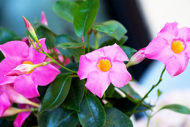 istock Pink trumpet flower 503364734