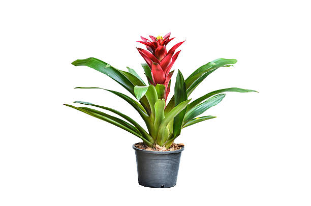 istock Blossoming plant of guzmania 503364830