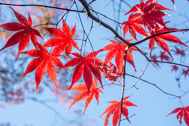 istock eikando temple in autumn 503365076