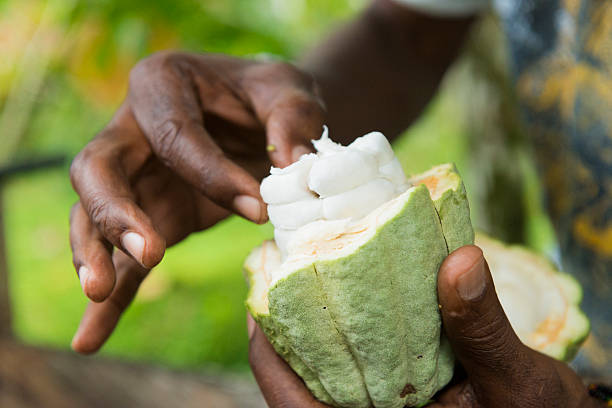 мужчина держит плод какао в cahuita коста-рика - limon province стоковые фото и изображения