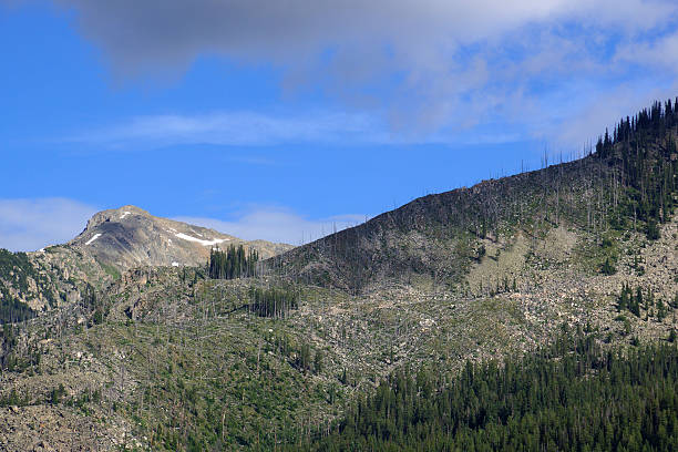 istock Green trees and bare trees in the Mountains 503365256