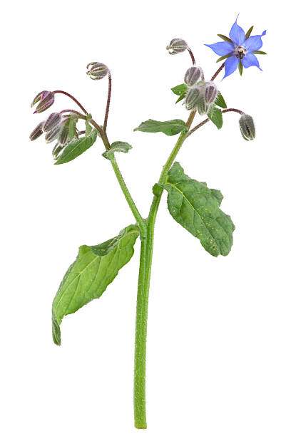istock Borage, Borago officinalis isolated on white background 503366616
