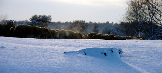 Flock of sheep walking over the heathland