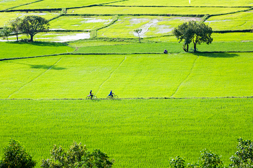 Rice field at Chau Doc, An Giang Province , Southern of Vietnam